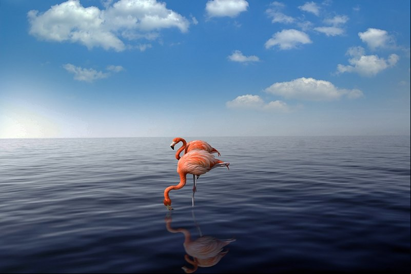 Os flamingos s